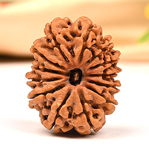 Java Rudraksha